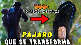 El Extraño Pájaro que se Transforma ¡Un Animal Muy Raro Ave de Paraíso Fastuosa [upl. by Rehpotsirhk]