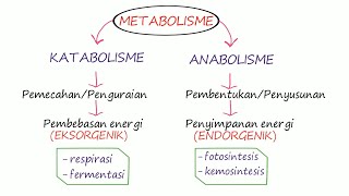 METABOLISME PART 1 ENZIM [upl. by Dodge]