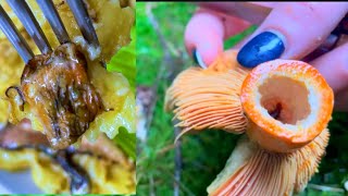 ASMR Cooking mushrooms Lactarius deterrimus [upl. by Merridie68]