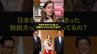 Q「日本がザギトワに贈った秋田犬って今どうなってんの？」 海外の反応 秋田犬 shorts [upl. by Alletsyrc145]