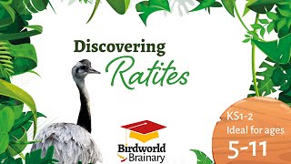 Birdworld Brainary │ Discovering Ratites KS1 [upl. by Vinnie505]