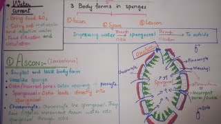 Ascon body form in sponges [upl. by Godding]