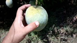 How to Identify Ready to Ripen Mangoes on the tree [upl. by Coleville]