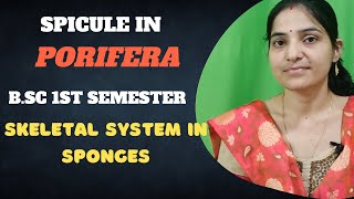 Spicule in Porifera Bsc 1st SemesterSkeletal system in sponges BSc 1st year1stsemester [upl. by Uaerraj]