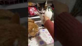 Intelligent Cat 🐈  Orange Cat vs Black Cat Funny short [upl. by Enoitna]