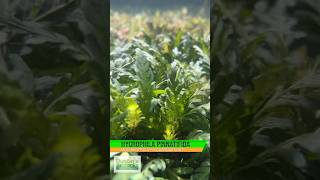 Hygrophila Pinnatifida Bomb 💣 Aquarium Plant For Sale [upl. by Aroc]