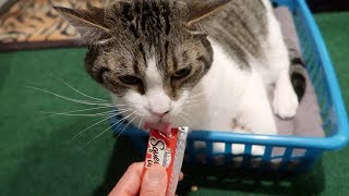 Cats Try Delectables Squeeze Up Cat Treats For The First Time [upl. by Lind510]