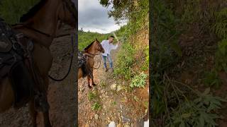 Cómo se dice “Voliar Machete” en inglés  caballocriollocolombiano horseback horse iberianhorses [upl. by Behka]