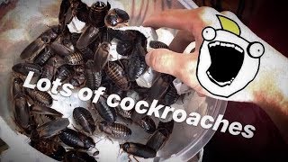 COCKROACHES make a COMEBACK  UNBOXING feat Elvarg the Bearded Dragon [upl. by Aiyot]