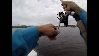 homosassa fishing snook sheepshead redfish [upl. by Leamse]