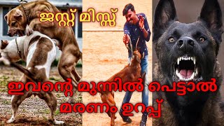 ഇവൻ എന്റെ quotസൂത്രംquot തീരുമാനമാക്കി belgian malinois aggressiveLeash Talks [upl. by Cloe]