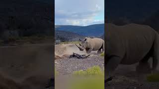 Unfazed Giant How a Rhino Escaped the Lions’ Attack [upl. by Akirehc707]