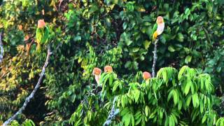 White Bellied Parrots  Pionites leucogaster [upl. by Assilana]