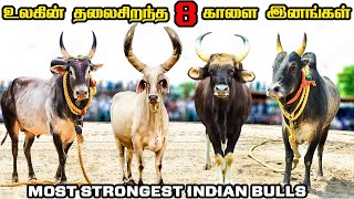 பலமிக்க ஜல்லிக்கட்டு காளை இனங்கள் மற்றும் நாட்டு மாடுகள்  Strongest Native Bull Breeds [upl. by Etyam]