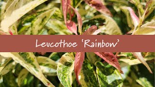 Leucothoe Rainbow at Prides Corner Farms [upl. by Carie290]