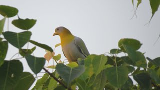 Yellow Footed Green Pigeon amp Oriole l March 24 [upl. by Gayel8]