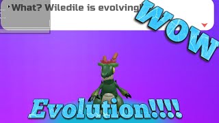 WILEDILE EVOLUTION LOOMIAN LEGACY [upl. by Ahsikram848]