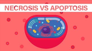 What is Necrosis vs What is Apoptosis [upl. by Hannej]