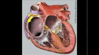 What is Supraventricular Tachycardia SVT [upl. by Llien]