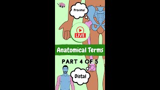 Proximal amp Distal Anatomical Terms amp direction [upl. by Humo]