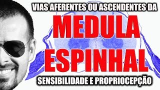 Medula Espinal Vias Aferentes ou ascendentes sensibilidade  Sistema Nervoso  VideoAula 092 [upl. by Llechtim]