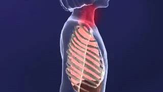 Intercostal MUscles animation YouTube [upl. by Eenet]