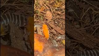 To be an isopod eating a carrot 😌 bioactive frogs isopods terrarium nature mukbang animals [upl. by Alia]