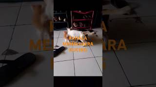 PAHALA MEMELIHARA KUCING kucing cat kucinglucu kucingislami sedekah shorst [upl. by Thor961]