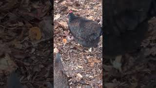 Black Barnevelder Chickens Looking For Bugs [upl. by Ennahgem]