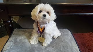 Zuri  Maltese Puppy  25 Week Residential Dog Training [upl. by Notlek]