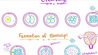 General Embryology Dr Noureldin  2nd Lecture [upl. by Enamrahs]