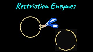 Restriction Enzymes  Biotechnology Principles and Processes  Class XII  Biology  Khan Academy [upl. by Virge]