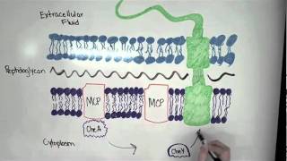 Bacterial Chemotaxis in Plain English [upl. by Yorled]