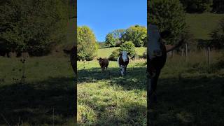 La montagne résonne de leurs chansons 🐄 🏞️ilovevercors vercors [upl. by Fabrianne]