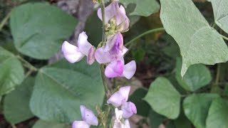 সীমmahasin ayurbedic plants  rooftops youtube videos Bangladesh viyetnum bihar recipe farm [upl. by Eneliak97]