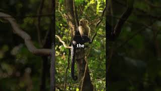 Capuchin Monkeys Everything You Need to Know [upl. by Animas]