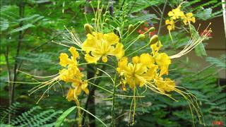 Caesalpinia pulcherrima [upl. by Poliard933]