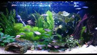 Amazing Aquarium HD Screensaver [upl. by Atorod]