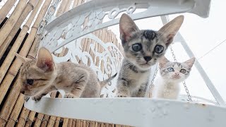 3 kittens play on the swing for the first time feeling scared [upl. by Ylrrad]