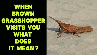 WHEN BROWN GRASSHOPPER VISITS YOU WHAT DOES IT MEAN [upl. by Dot]