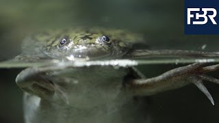 The Xenopus laevis African Clawed Frog  A Valuable Partner in Biomedical Research 2020 [upl. by Timmy]