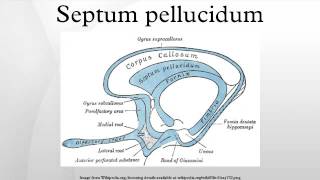 Septum pellucidum [upl. by Linc]