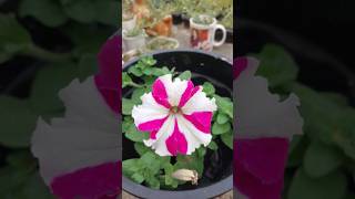 Best flowering plants for winter 👌 😍 ytshorts shorts sorts shortsinhindi youtubeshorts flowers [upl. by Ahsienat]