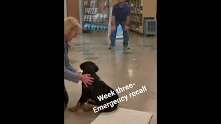 Week three  emergency recall [upl. by Fonzie]