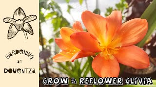 How to Grow and Reflower the Clivia  Quick amp Easy Guide [upl. by Yrol]