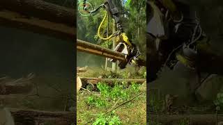 world sawyer  shorts The fastest tree saw crane [upl. by Jurdi]