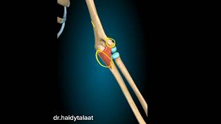 anconeus Ms  anatomy of upper limb [upl. by Irtimd]