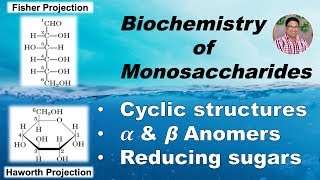 Biochemistry of Monosaccharides Cyclic structures Anomers amp Reducing sugars Part II [upl. by Leonidas]