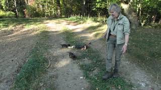 FrühförderungWald 6 Woche Dackelwelpen bei quotErdinger Rauhhaarquot  im Revier 2018 [upl. by Watkins]