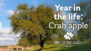 A Year in the Life of a Crab Apple  Woodland Trust [upl. by Rekoob]